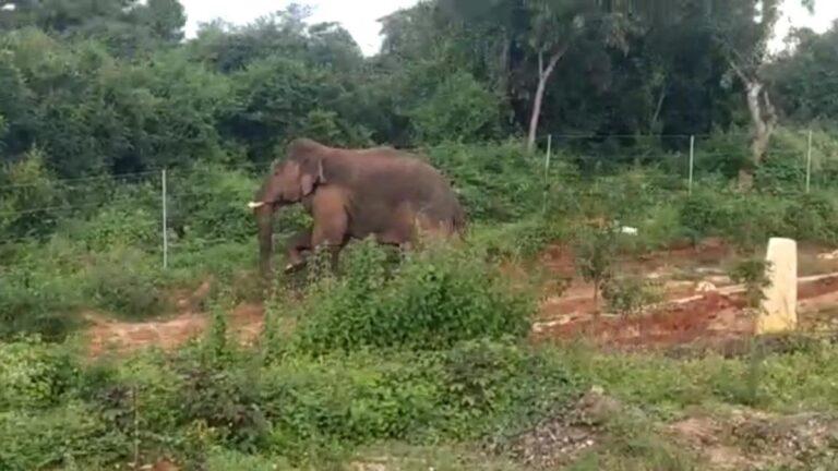 Farmer killed in elephant attack in Chittoor of Andhra Pradesh