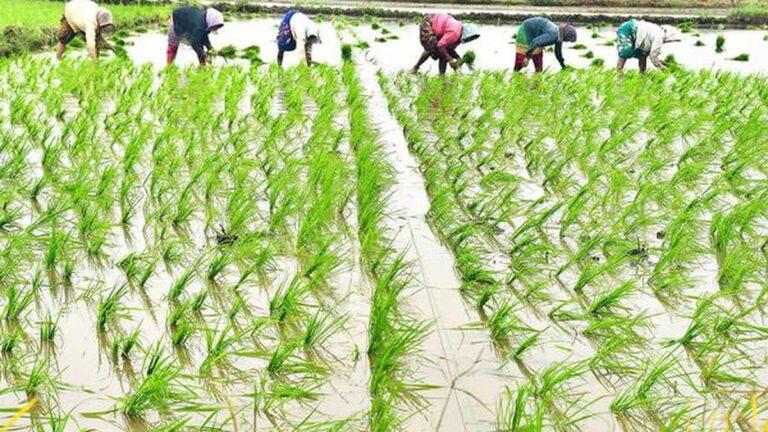 Incessant rains cause untold miseries for paddy farmers in Andhra Pradesh’s Vizianagaram district