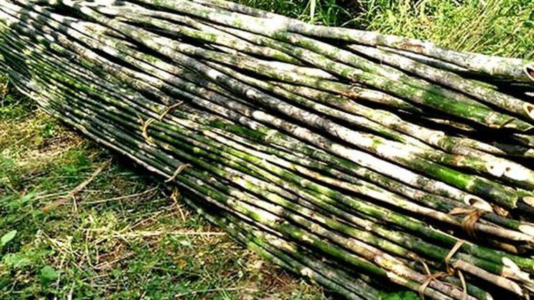 Ten-year plan can make India global leader in bamboos: Foundation for MSME Clusters