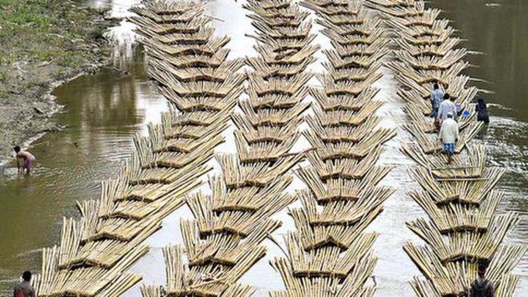 Incubation centres for bamboo-based startups in Northeast soon